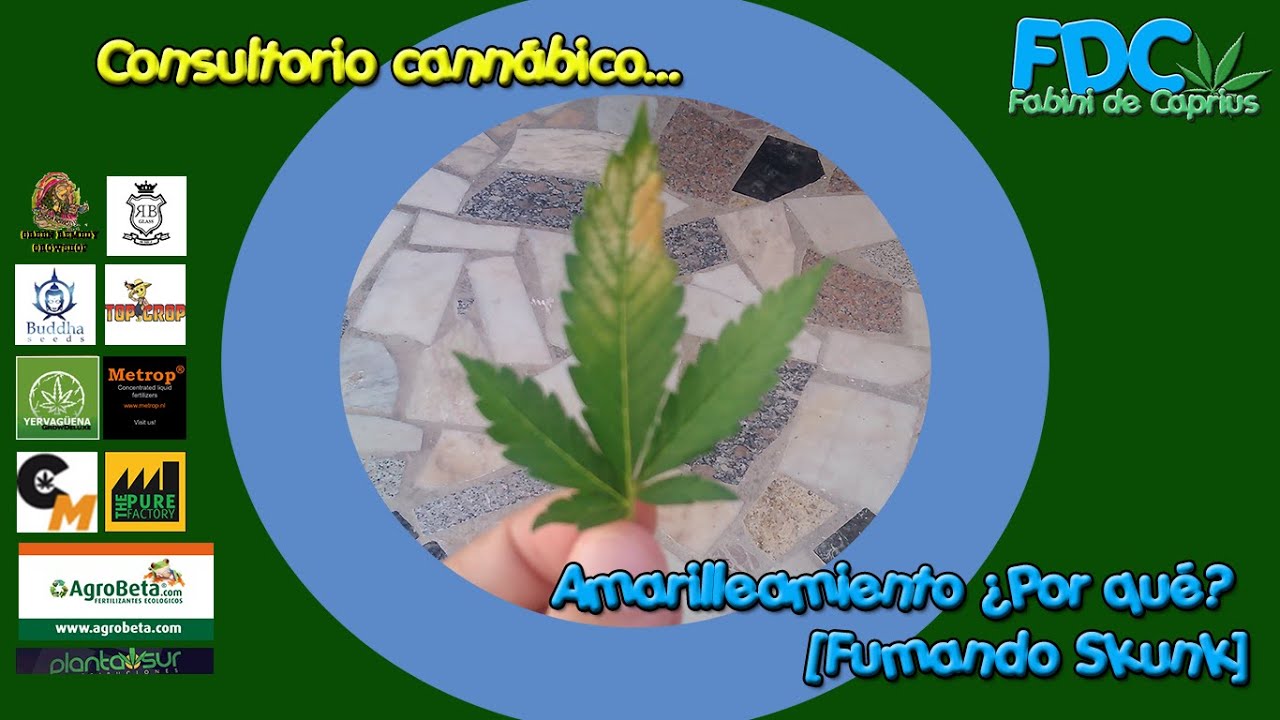 Consultorio cannabico de Fabini