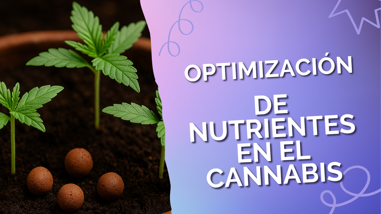 Optimización de nutrientes en el cannabis
