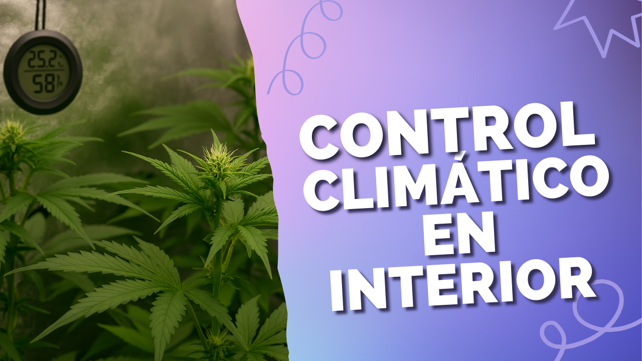 Control climático en cultivo indoor: temperatura, humedad y ventilación 🌡️