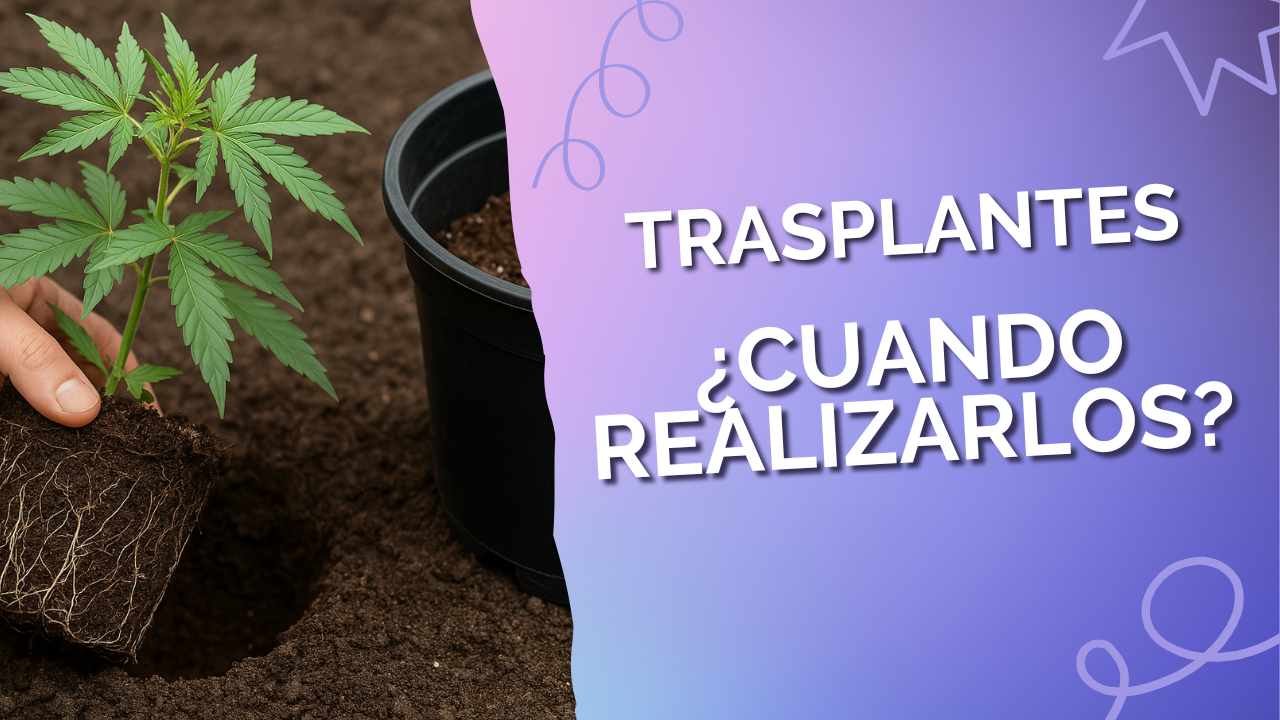 ¿Cuándo trasplantar el cannabis?