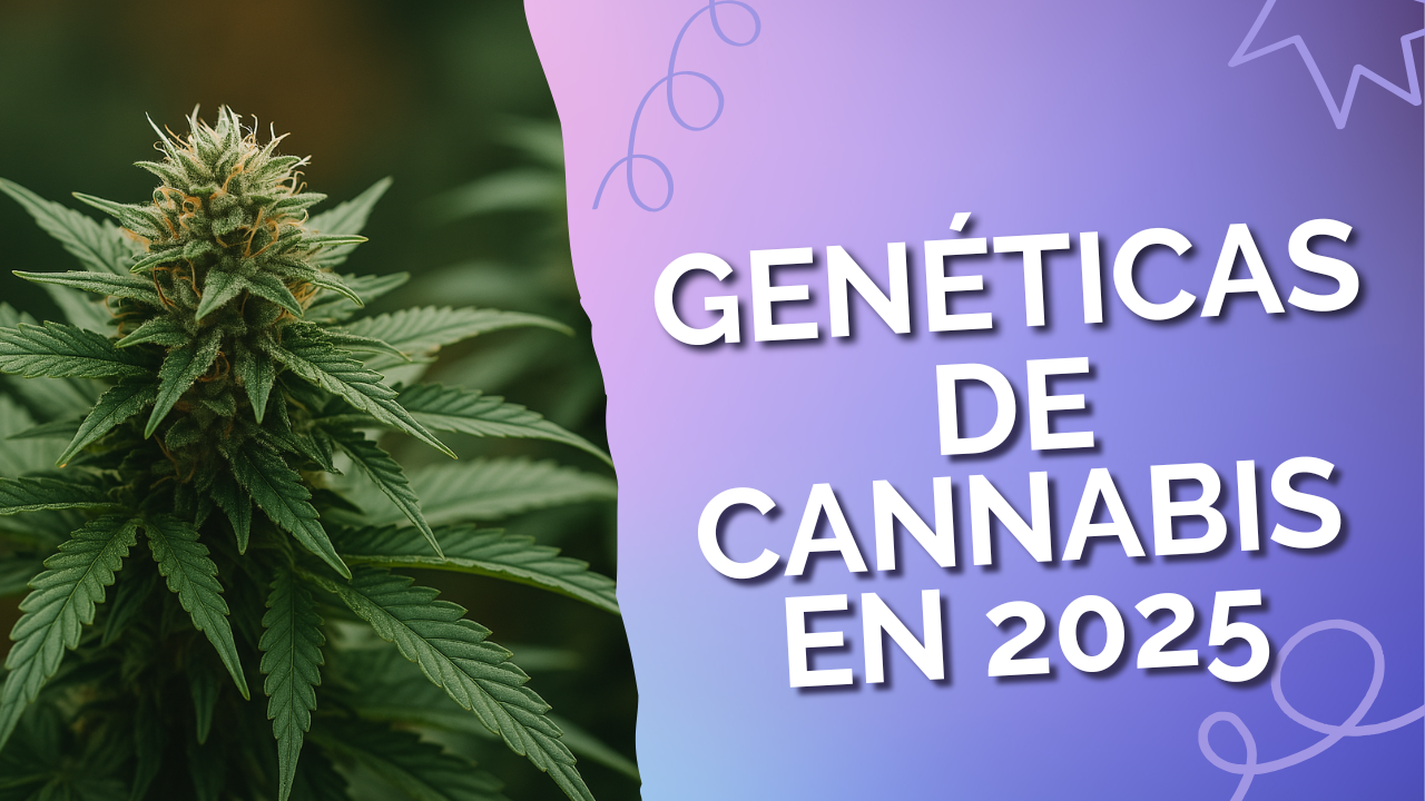 Genéticas de cannabis en 2025 1