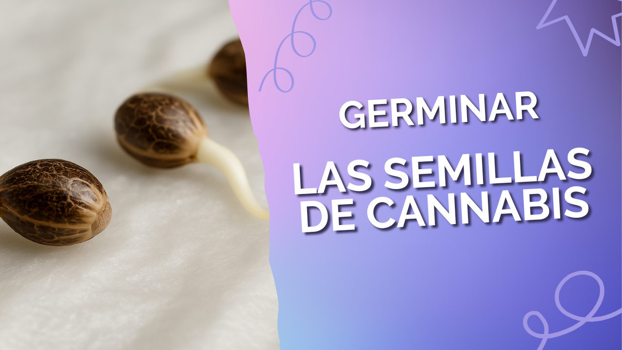 ¿Cómo germinar las semillas del cannabis?
