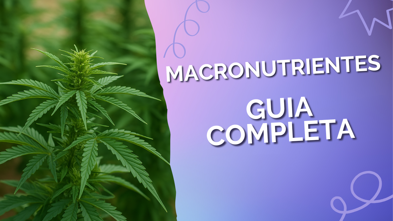 Guia completa sobre macronutrientes