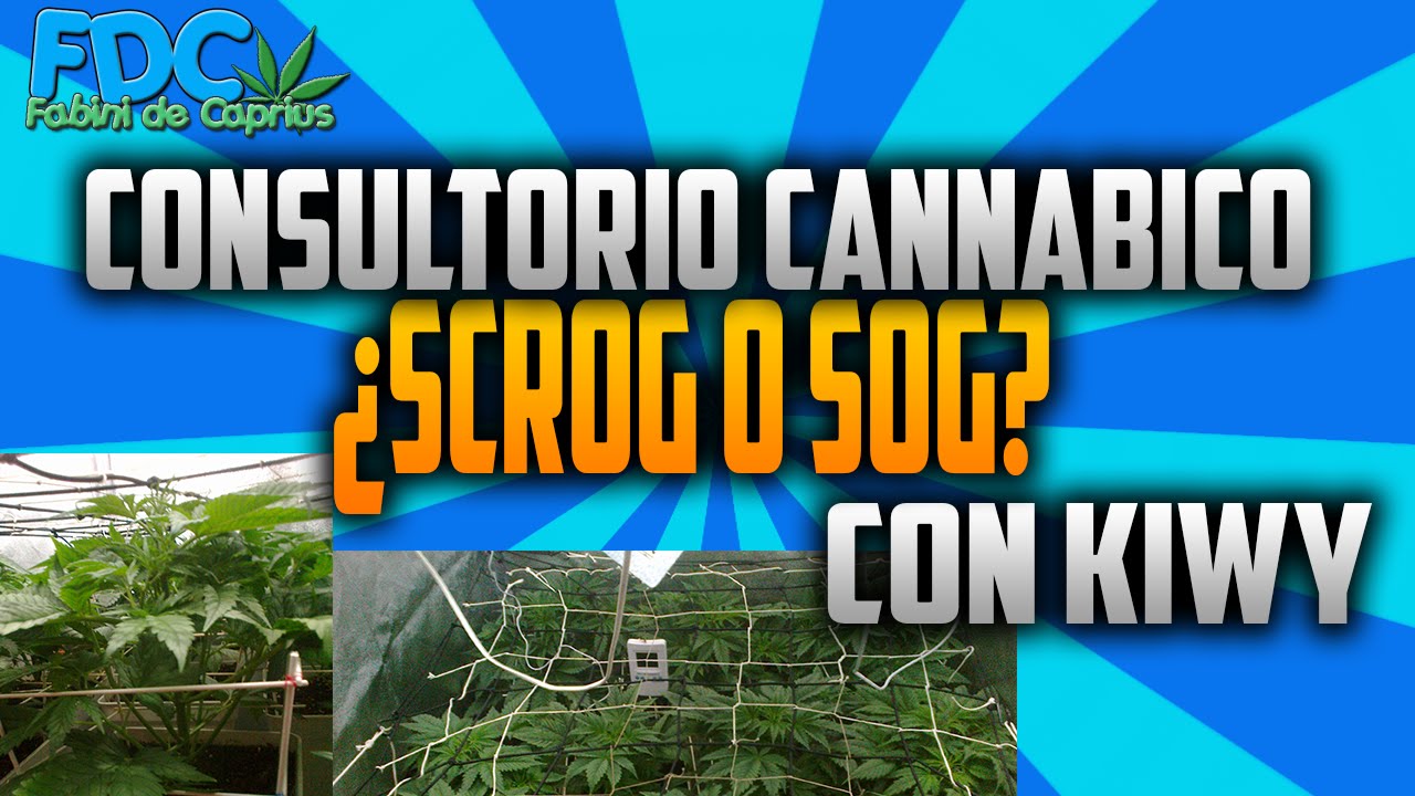 Consultorio de cultivo cannabico ¿SCROG o SOG?