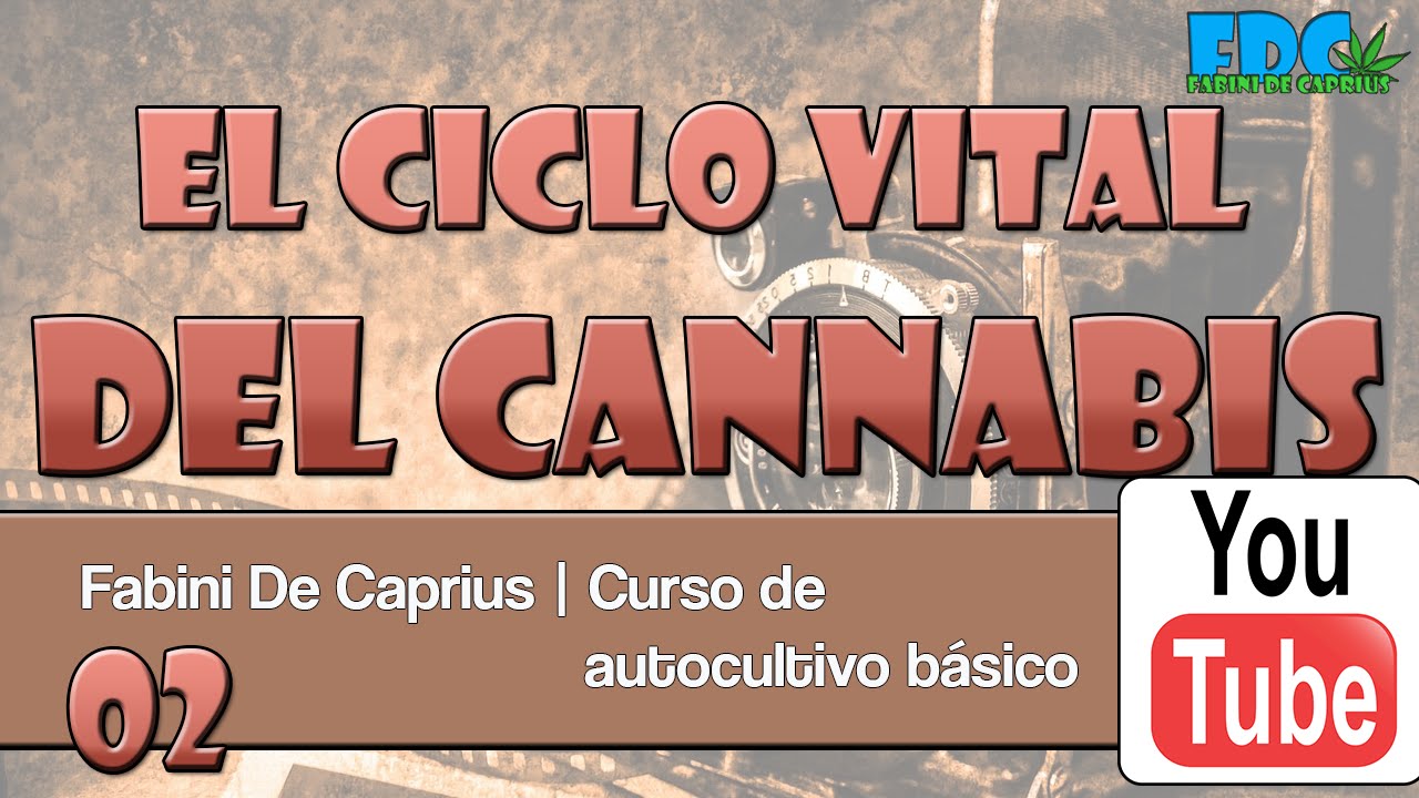 Curso de autocultivo - ciclo vital del cannabis