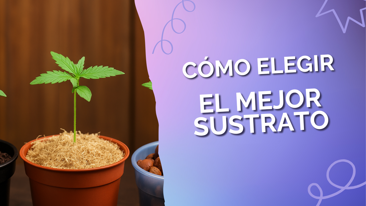 Como elegir el mejor sustrato para el cannabis