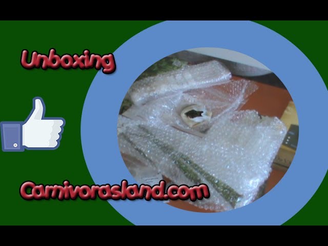 Unboxing carnivorasland