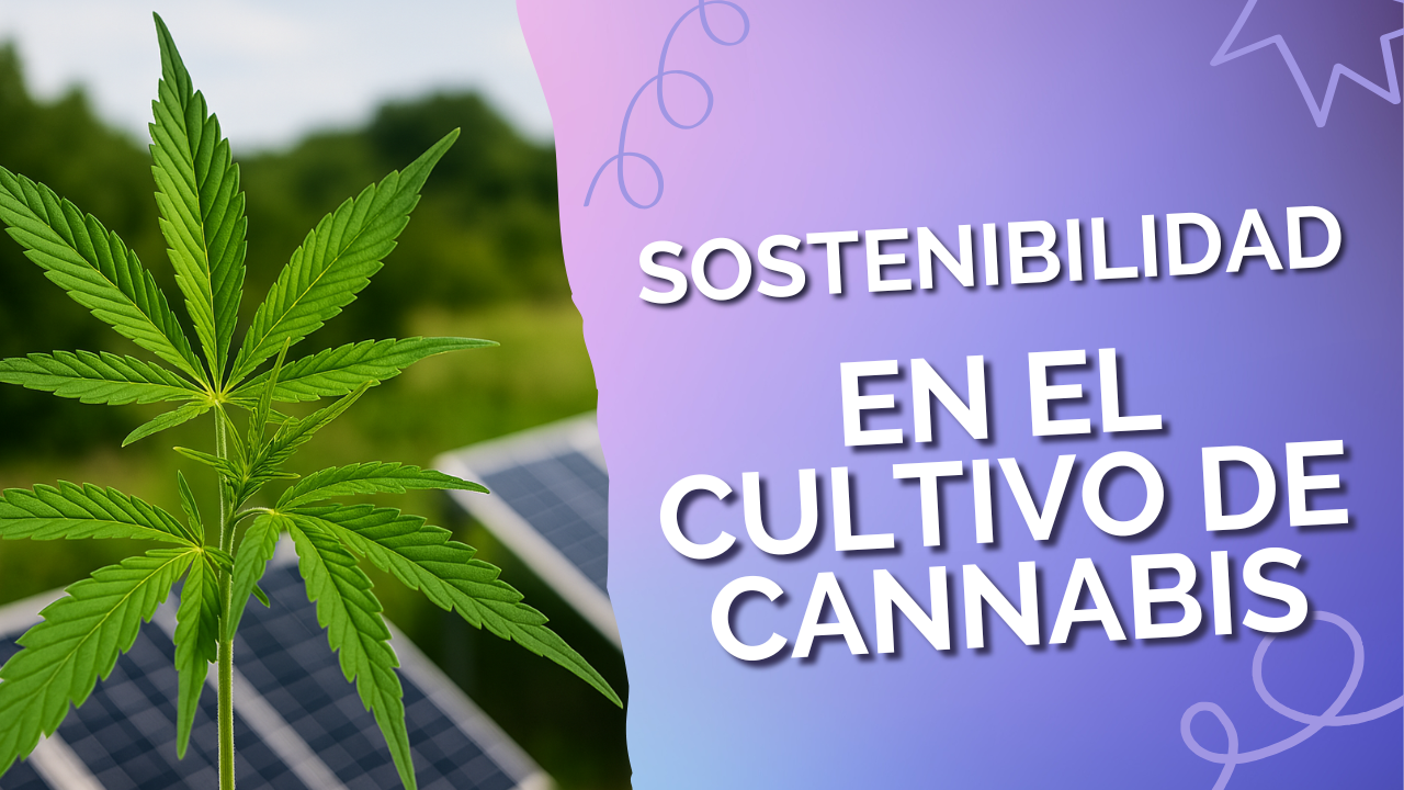 Sostenibilidad en el cultivo de cannabis