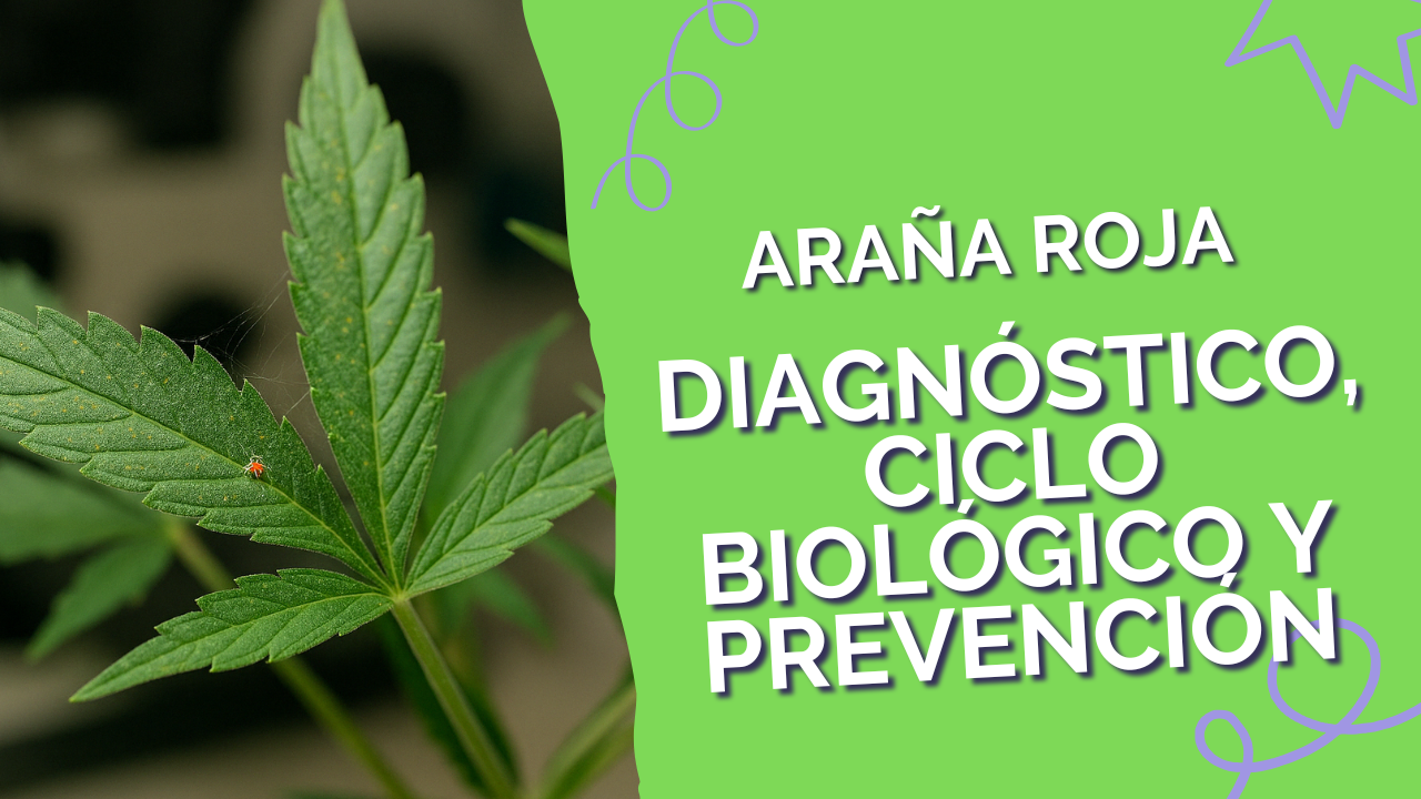 Guía para conocer a la araña roja en el cannabis
