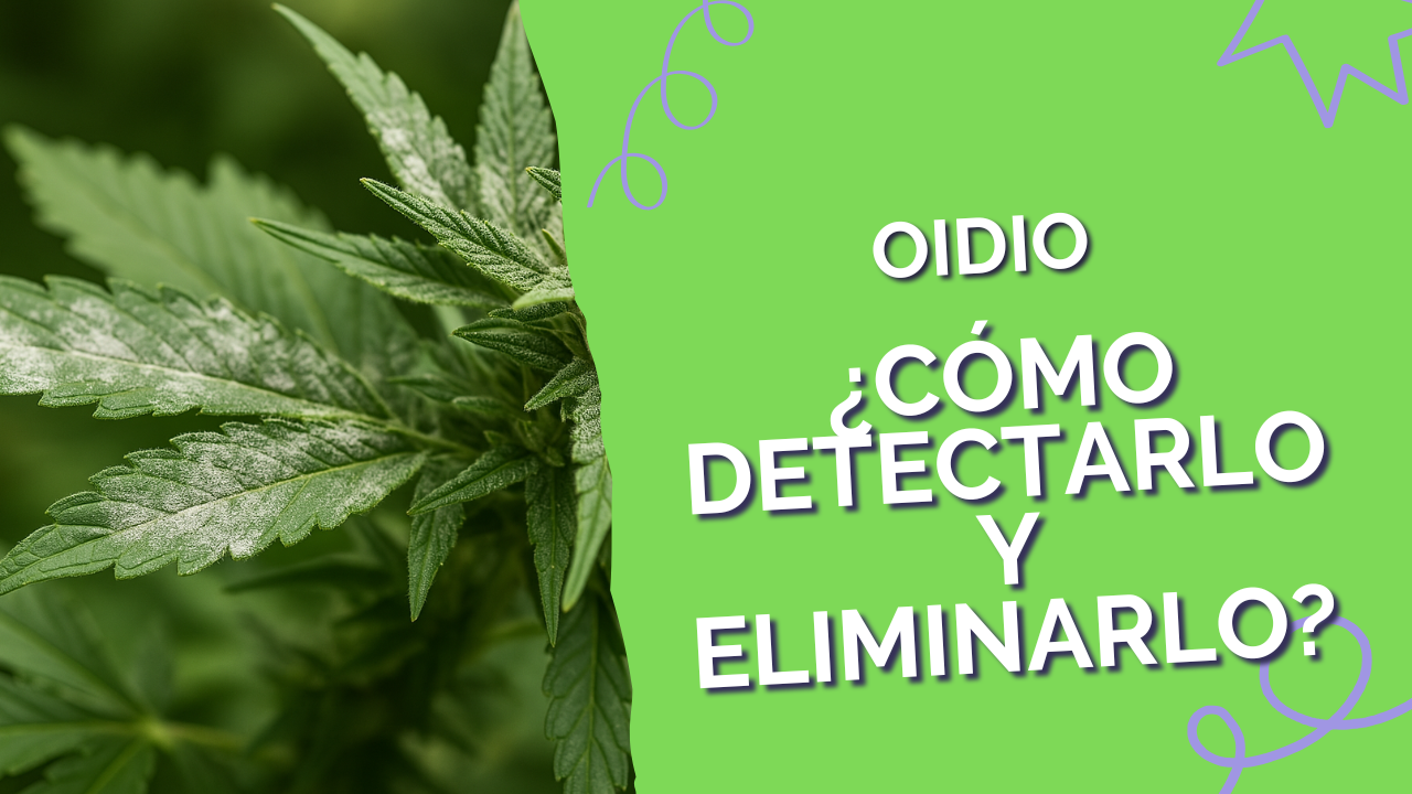 Como detectar y eliminar el oidio en el cultivo de cannabis