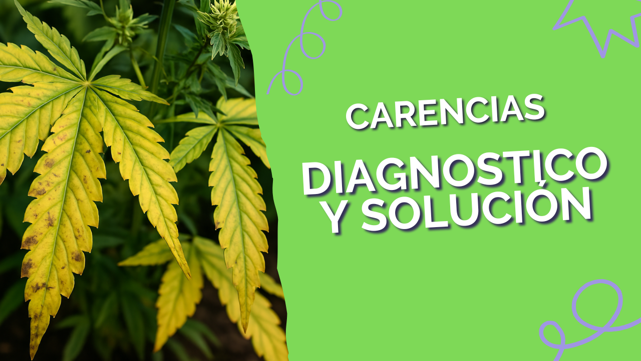 Hojas amarillas en la marihuana