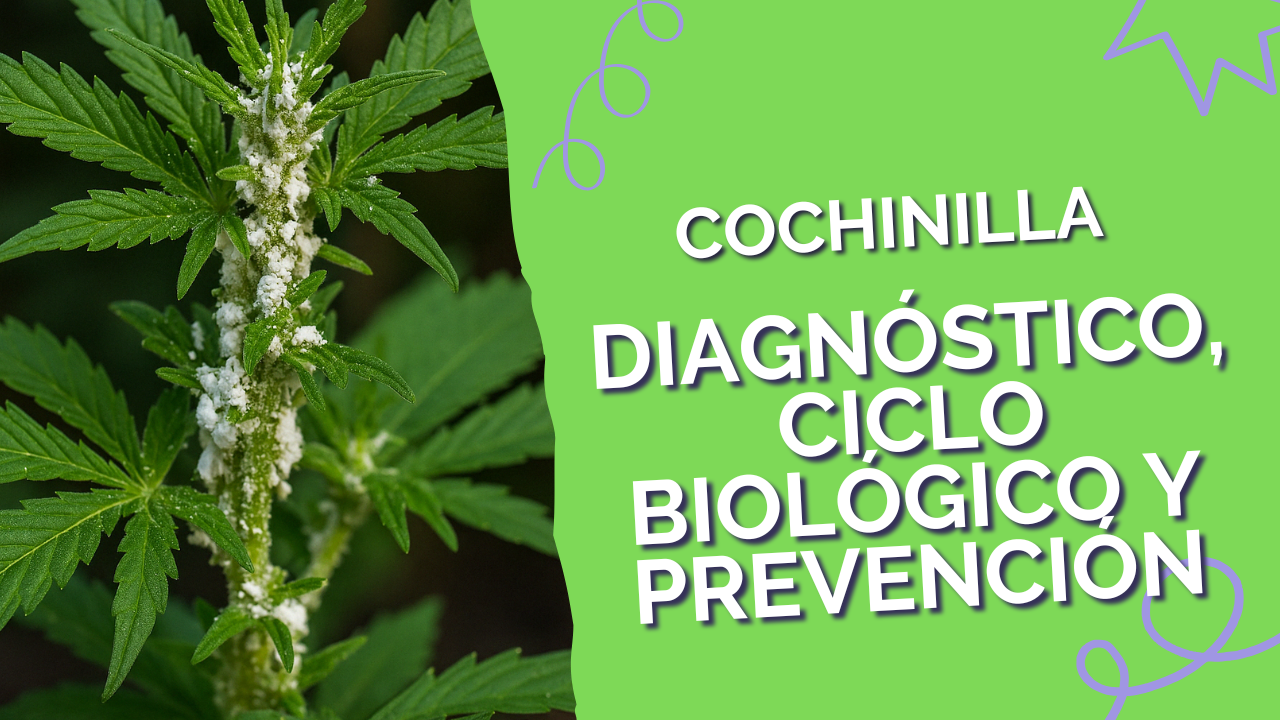Planta de cannabis infestada con cochinilla algodonosa visible en tallos y hojas principales.