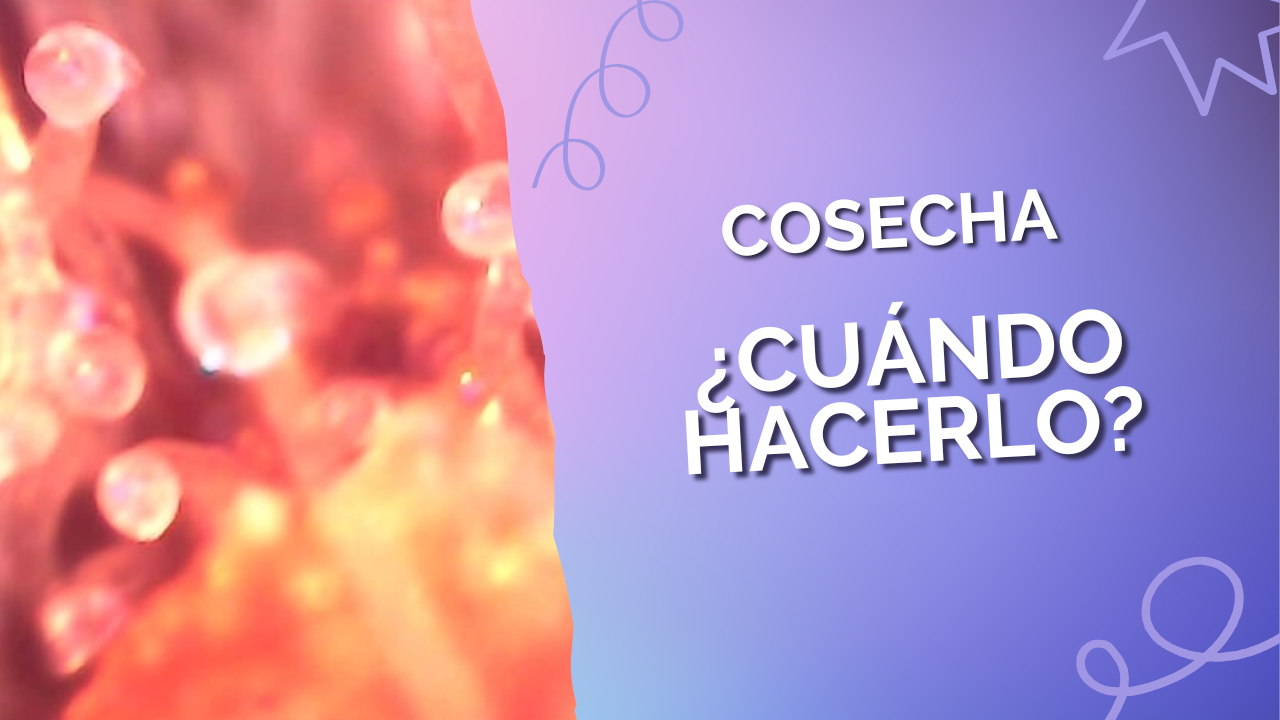 Cuando cosechar el cannabis?