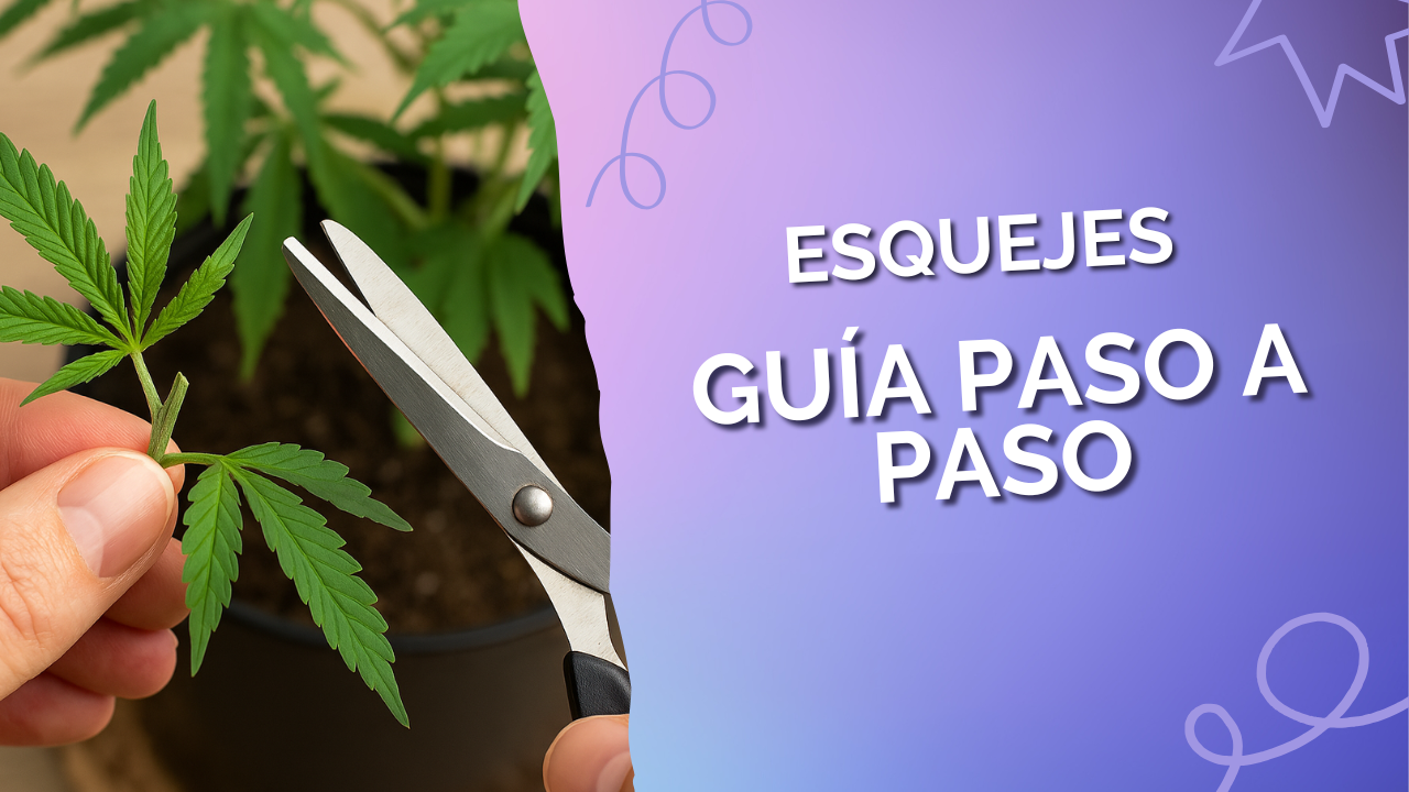 Guía paso a paso para hacer esquejes