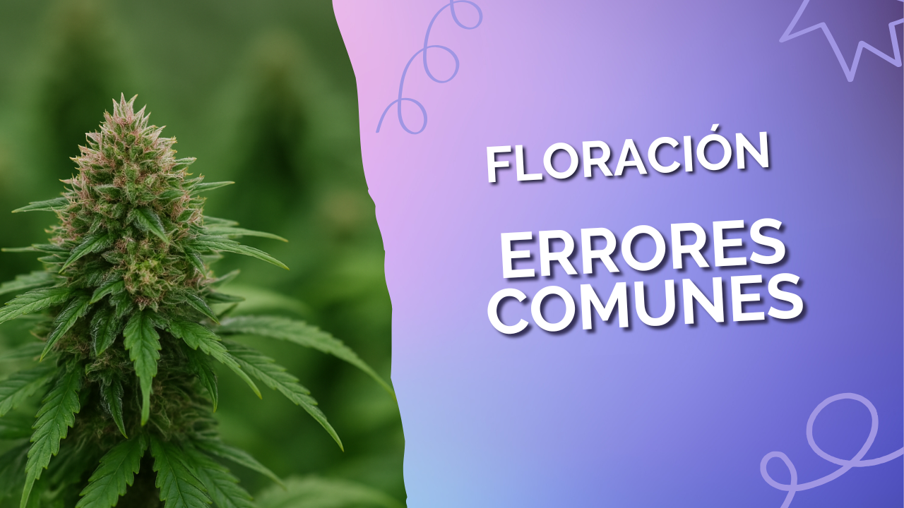 Errores comunes en la floración