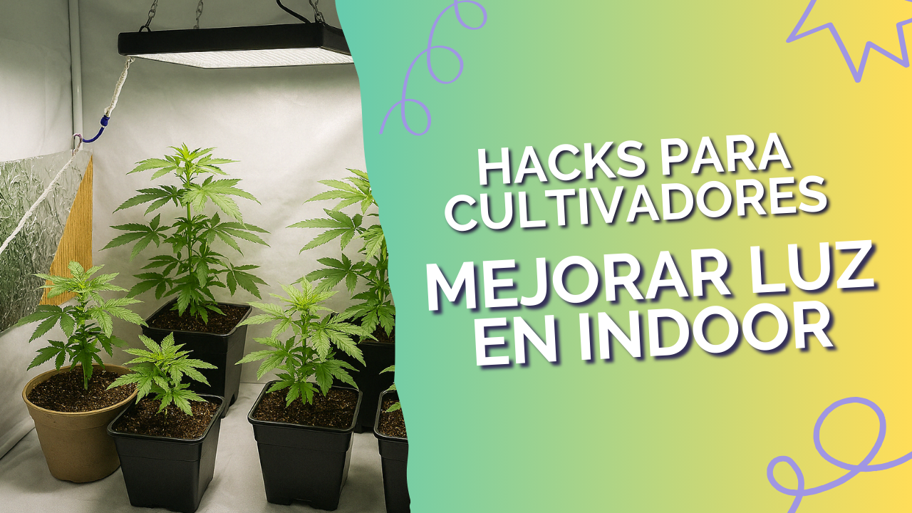 Cultivo indoor de cannabis con paredes blancas y reflectores caseros instalados en los laterales del armario.