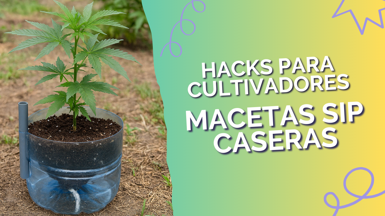 Maceta SIP casera para cannabis construida con garrafa de plástico, instalada en cultivo exterior.
