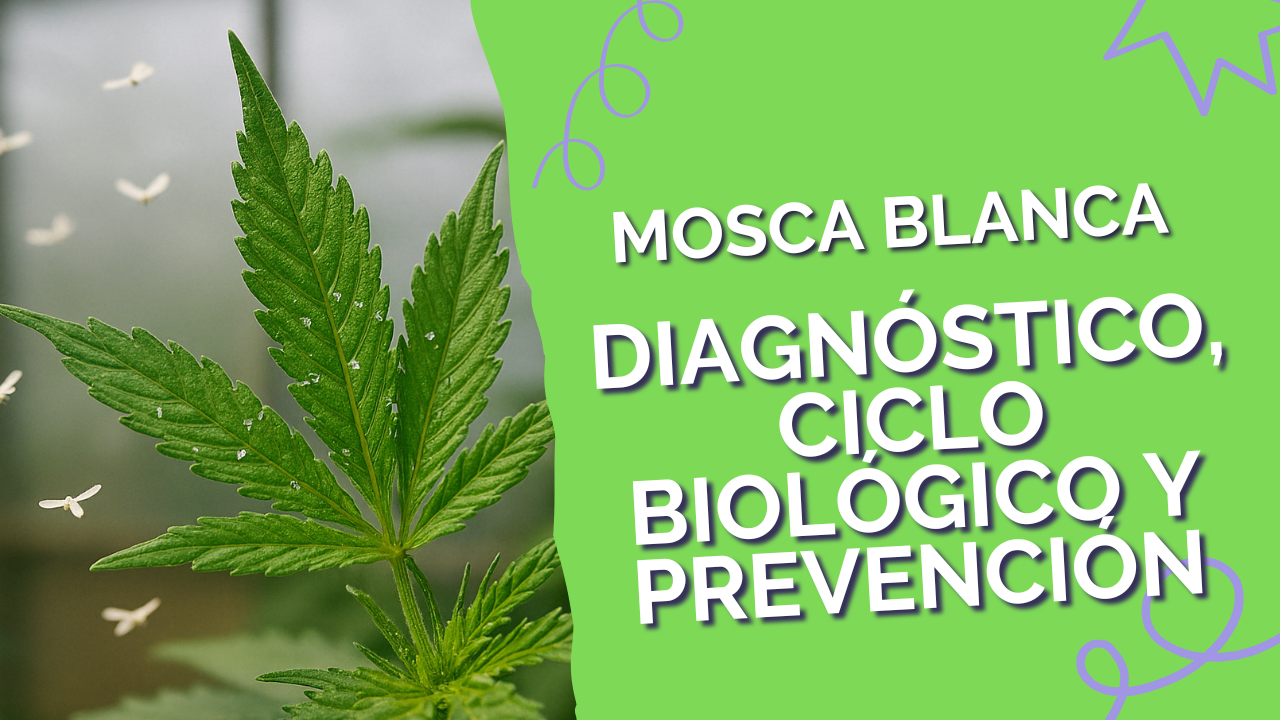 Hoja de cannabis con mosca blanca volando en un invernadero, mostrando síntomas de infestación y adultos visibles en el aire.