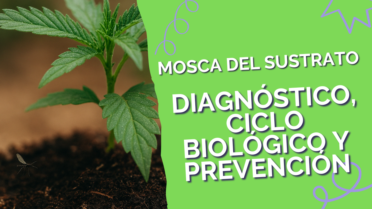 Planta de cannabis con sustrato húmedo e infestación de mosca del sustrato, con adultos volando cerca de la base.